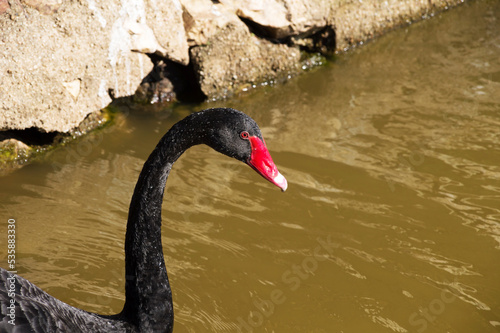 Fototapeta Naklejka Na Ścianę i Meble -  Image shows part of the neck of a black swan