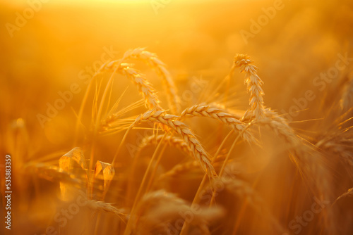 Wheat spikelets in a field at sunset