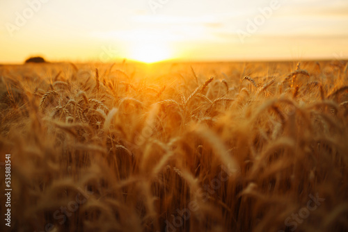 Wheat spikelets in a field at sunset