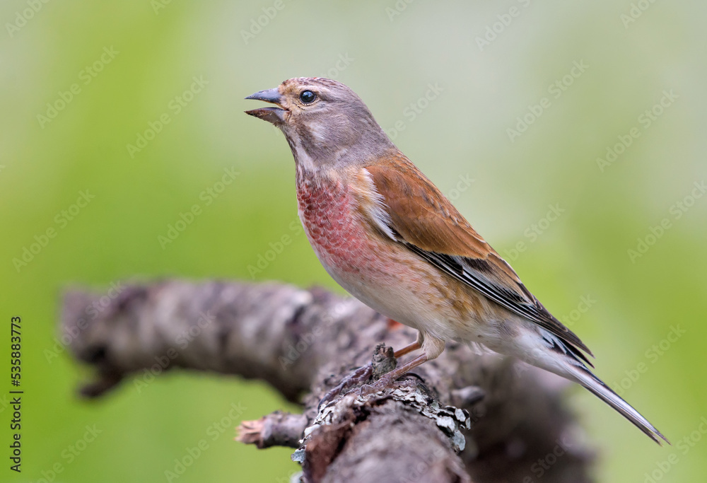Fototapeta premium Common linnet (Linaria cannabina) sings on branch for warm photo in cloudy spring time