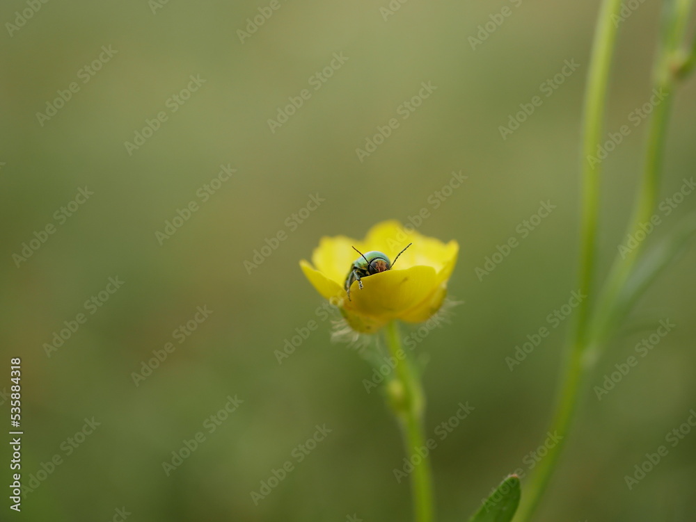 A bronze beetle on a yellow flower in a field. An insect crawls on a flower on a sunny summer day. A bronze beetle on a yellow flower in a field. An insect crawls on a flower on a sunny summer day.