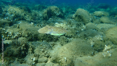 Common cuttlefish or European common cuttlefish (Sepia officinalis) undersea, Aegean Sea, Greece, Halkidiki 
