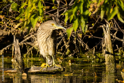 Young Black-crowned Night-Heron perched lookover the pond on an early autumn morning photo