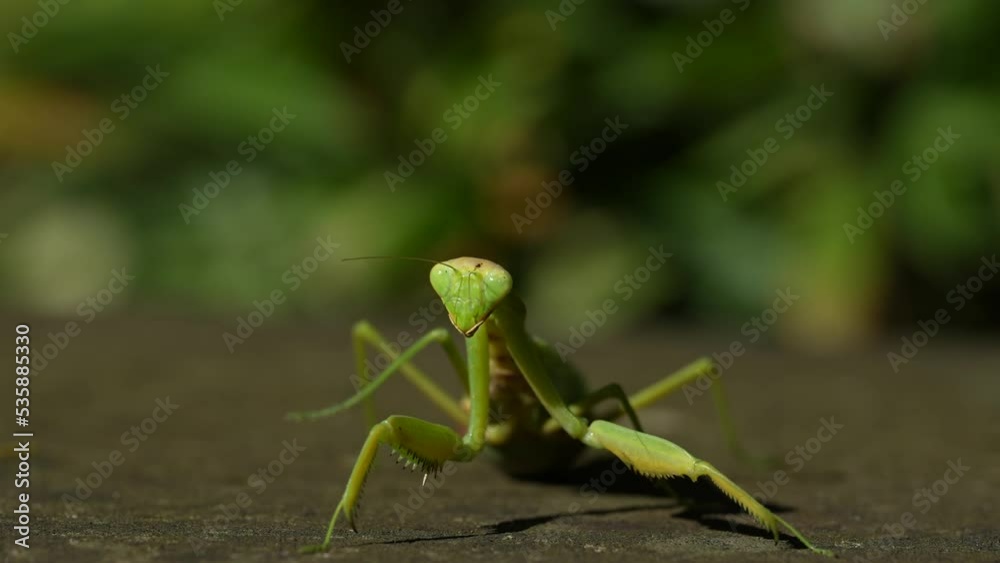 praying mantis on a green leaf praying mantis on a green leaf