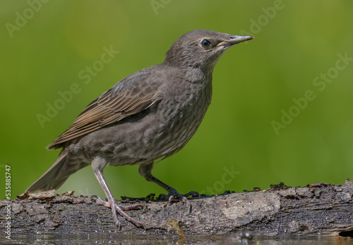 Young Common starling (Sturnus vulgaris) posing on green background near waterpond in first days of life 