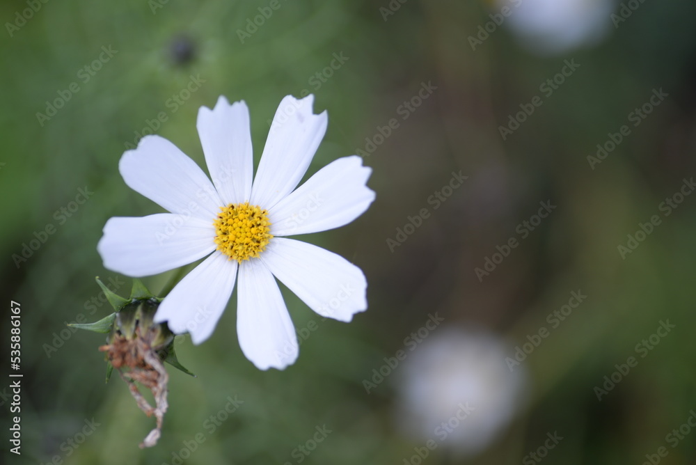 white flowers cosmos high daisies, background yellow stamens of a flower, gradient close-up on the stem, buds of cosmea, on a green blurred background of leaves white flowers cosmos high daisies, background yellow stamens of a flower, gradient close-up on the stem, buds of cosmea, on a green blurred background of leaves