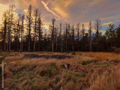 sunrise in the forest