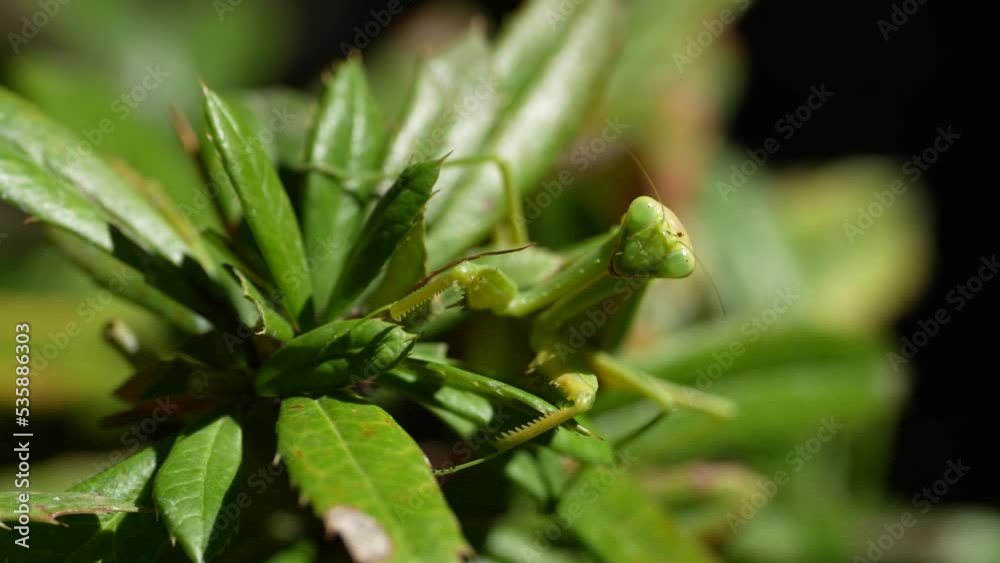 green praying mantis