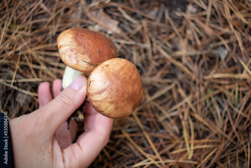 Hand holding mushroom. Slippery jack, Suillus luteus mushroom with sticky brown cap in hand in autumn forest. Mushroom hunting, mushrooming, mushroom picking, mushroom foraging. Selective focus 