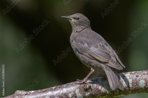 Young Common starling (Sturnus vulgaris) looking bravely while posing on a stick with dark background 