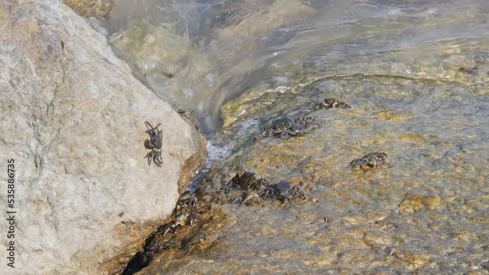 Group of Marbled rock crab on the rocks of the adriatic sea Group of Marbled rock crab on the rocks of the adriatic sea