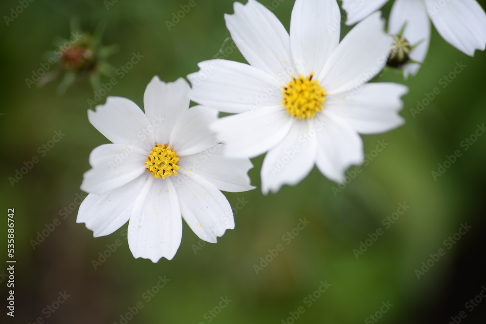 white flowers cosmos high daisies, background yellow stamens of a flower, gradient close-up on the stem, buds of cosmea, on a green blurred background of leaves white flowers cosmos high daisies, background yellow stamens of a flower, gradient close-up on the stem, buds of cosmea, on a green blurred background of leaves