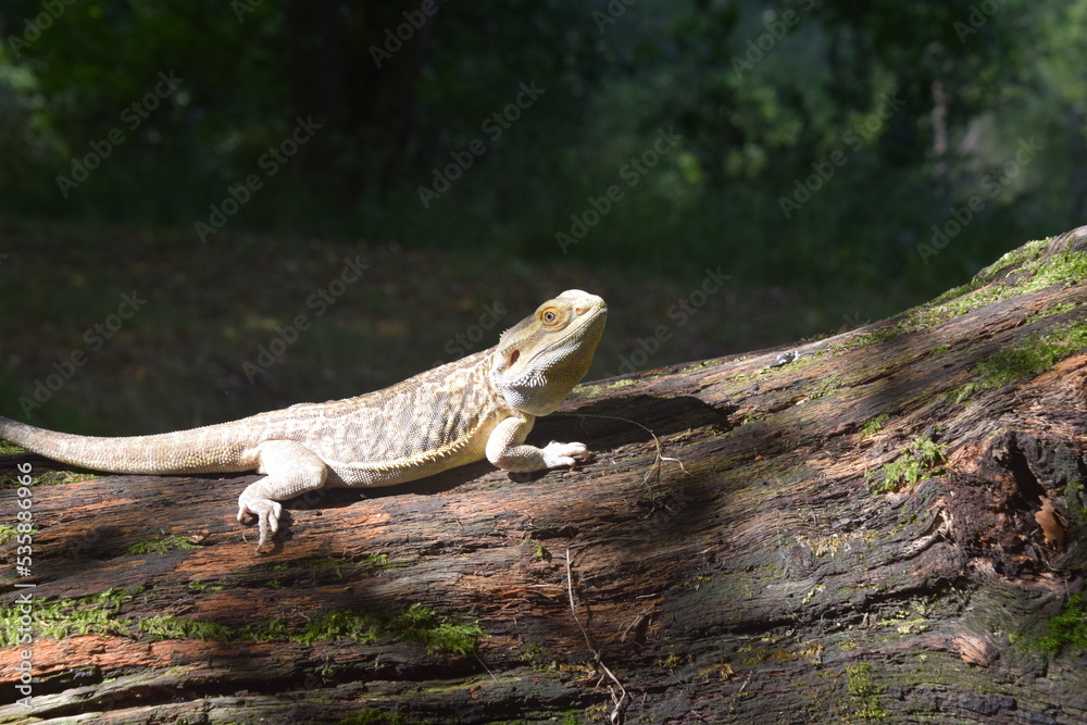 Obraz premium Bearded Dragon Portrait