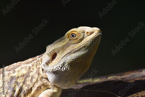 Bearded Dragon Portrait