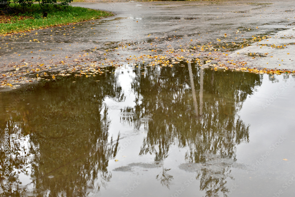 Reflection of tall trees in a puddle.