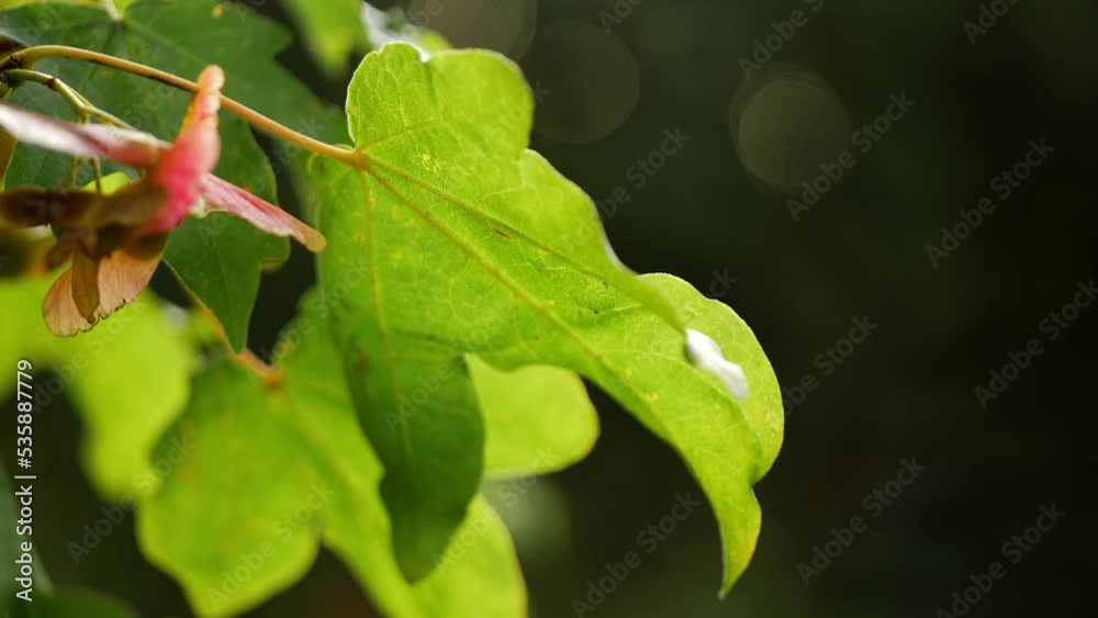 Lush green leaves on tree bokeh background Lush green leaves on tree bokeh background