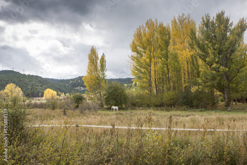 Autumn landscape in Alcala de la Selva Teruel Aragon Spain Yellow poplar trees