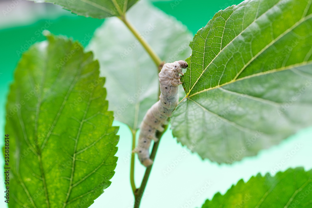 One silkworm eating mulberry leaves One silkworm eating mulberry leaves