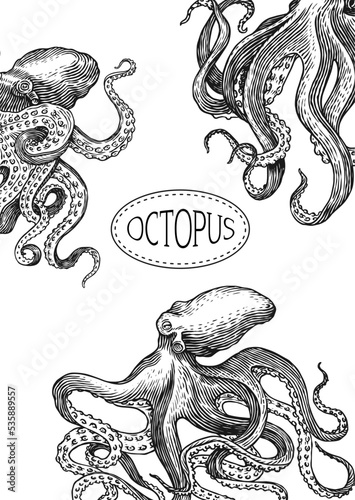 Sea octopus Background. Engraved hand drawn in old sketch, vintage creature. Nautical or marine, monster. Animal in the ocean. Template for logos, labels and emblems. Banner poster template.