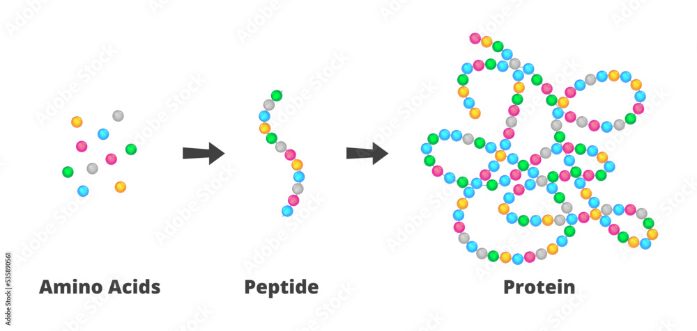 Vector scientific illustration of the structure of amino acids, peptides,  and proteins. Peptides are short chains of more amino acids, proteins are  long molecules made up of more polypeptides. Stock Vector