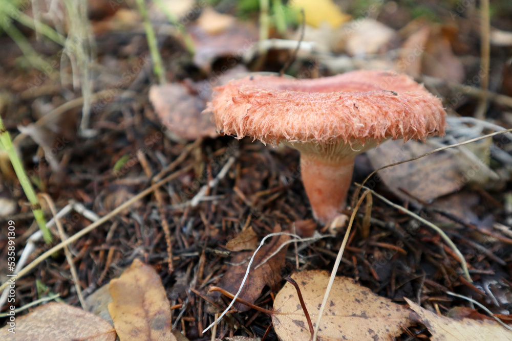 small mushrooms in the autumn forest close up small mushrooms in the autumn forest close up