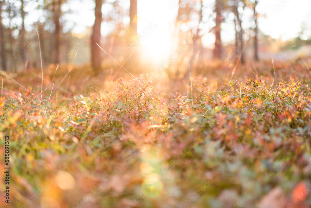 autumn in the forest autumn in the forest