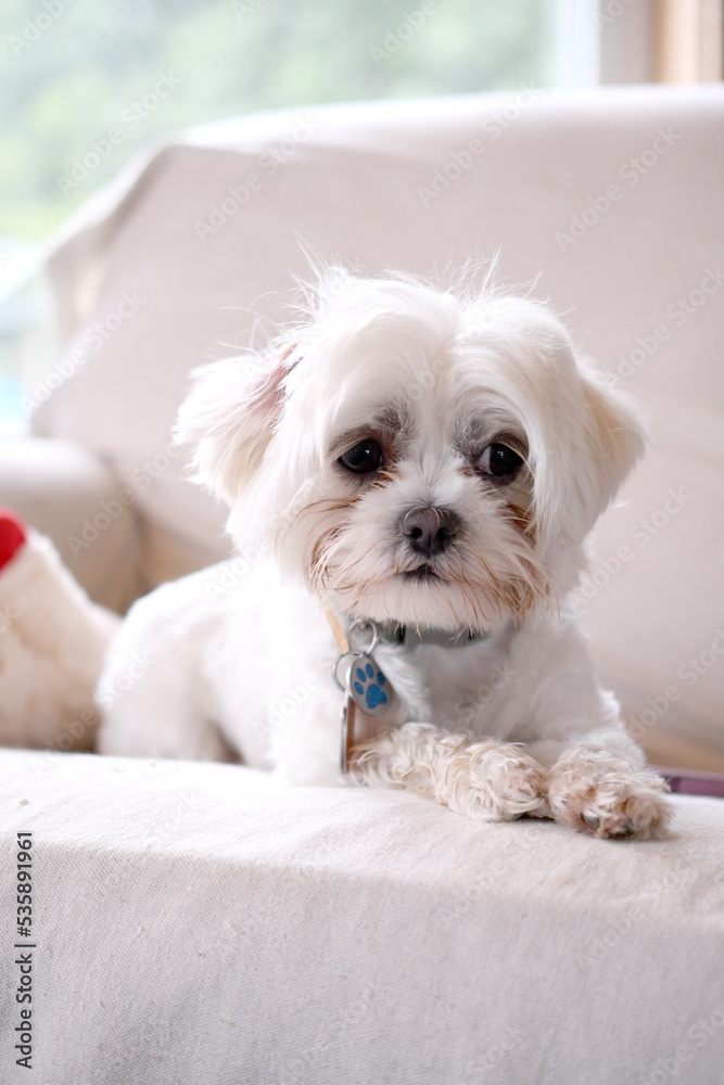 Cute fluffy little white dogs playing together on a sofa.