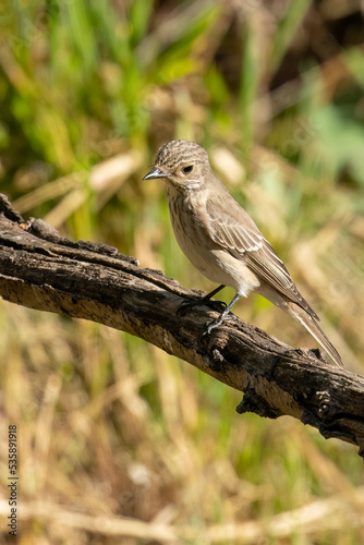 A Spotted Flycatcher on a Tree Branch