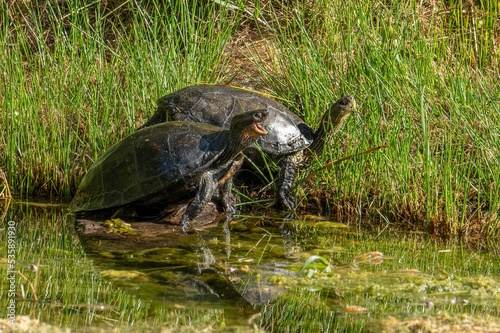 Fresh Water Turtles Sunbathing