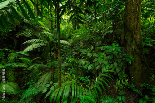Fototapeta Naklejka Na Ścianę i Meble -  Rain forest in Central America