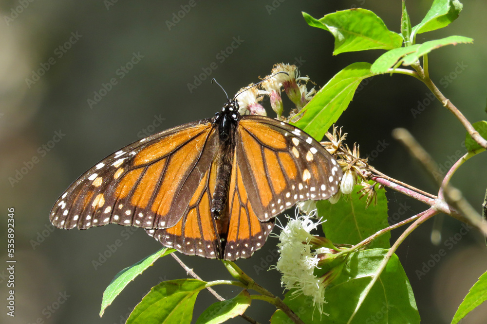butterfly on a flower butterfly on a flower
