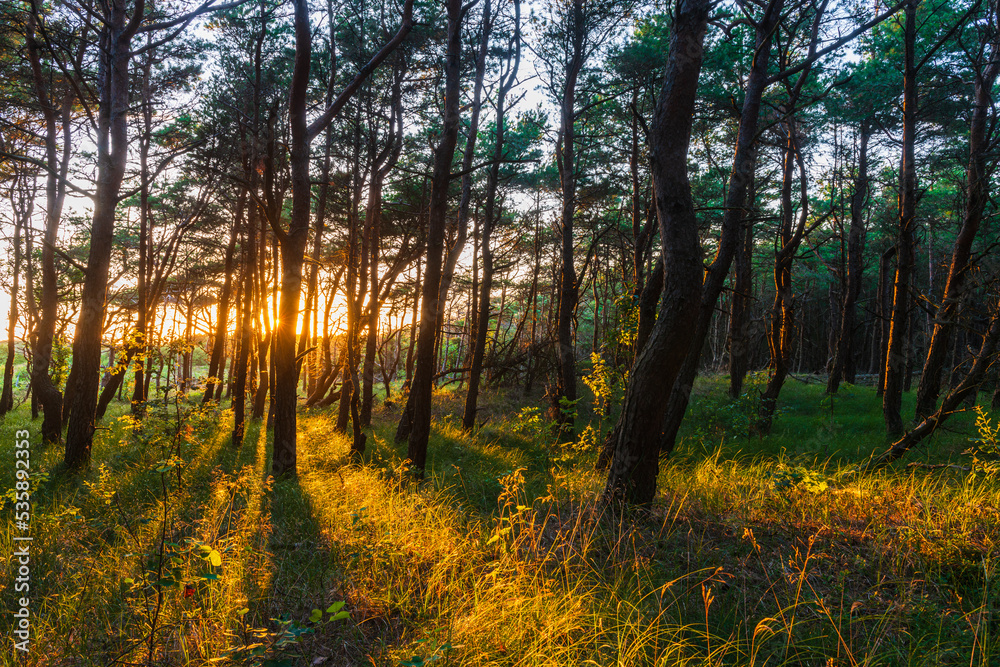 Sun shining through forest, Sweden