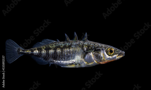 The three-spined stickleback (Gasterosteus aculeatus) photo