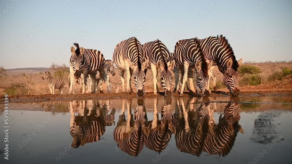 Zebras at a water hole in late evening in South Africa