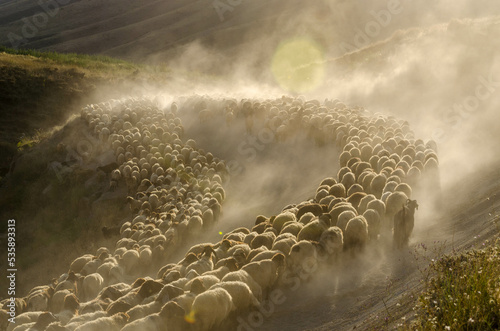 herd of sheep on the mountain