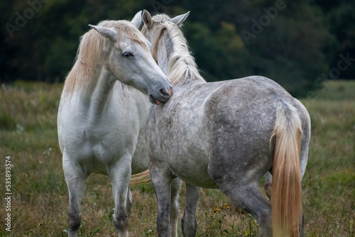 white horse in the field, nuzzling