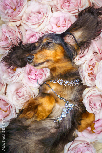 beautiful dachshund dog lies in a meadow of rose flowers 