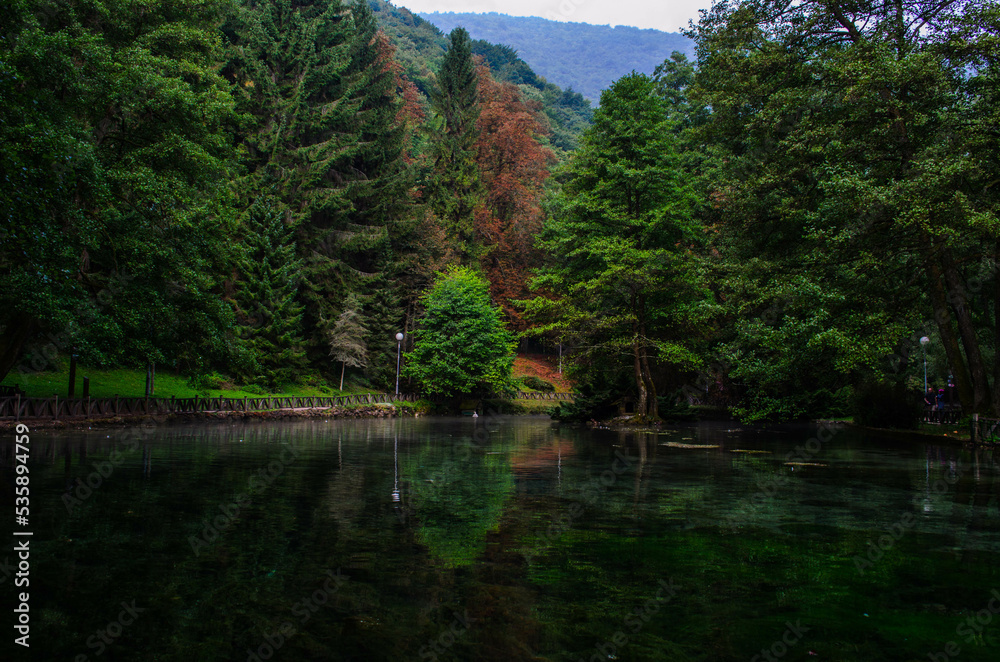 Fototapeta premium river in the forest