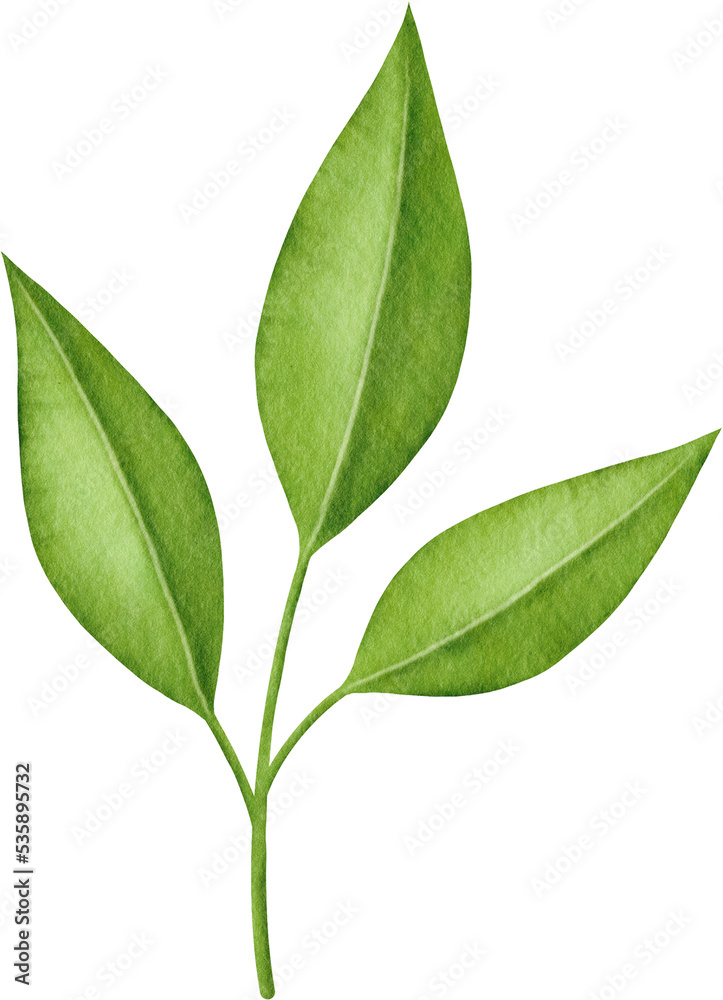 Watercolor green leaves branch Watercolor green leaves branch