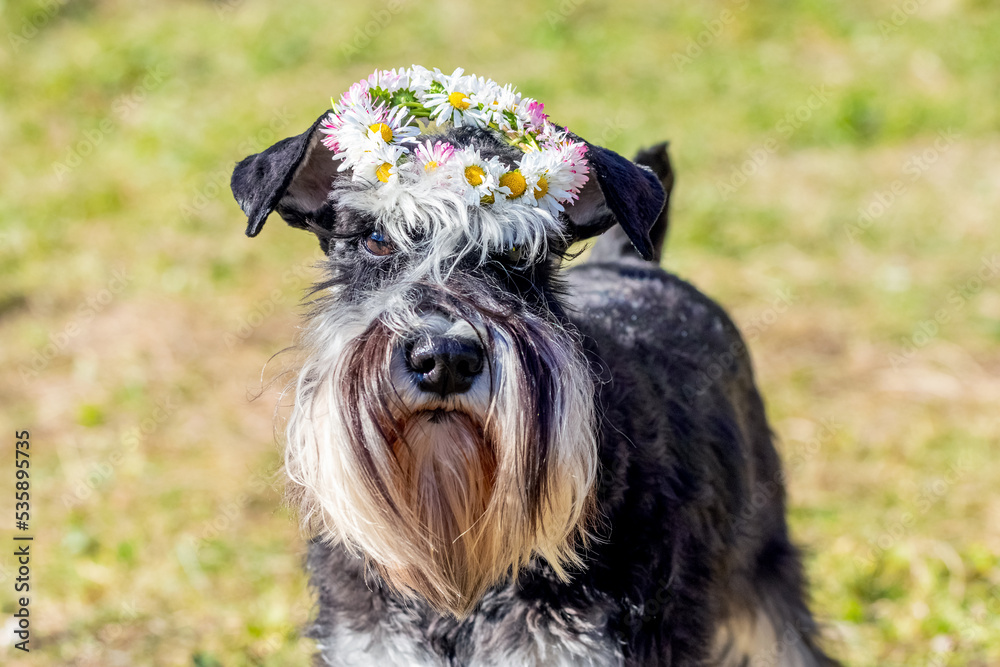 Dog of breed miniature schnauzer with a wreath of summer meadow flowers on his head Dog of breed miniature schnauzer with a wreath of summer meadow flowers on his head