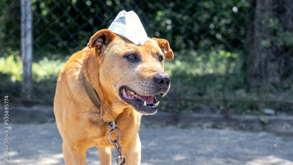 A dog on a chain with a paper cap on its head. Funny animals