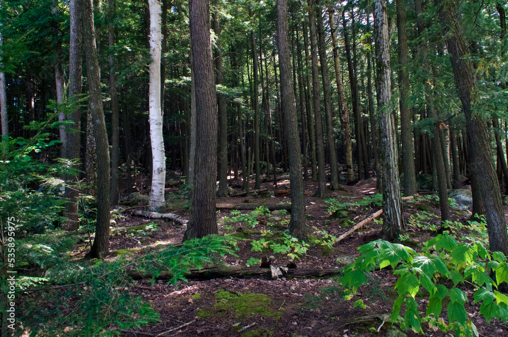 Fototapeta premium A tall stand of trees on whiteface mountain in wilmington new york, showing birch, pine and hemlock trees on a sunny summer afternoon.