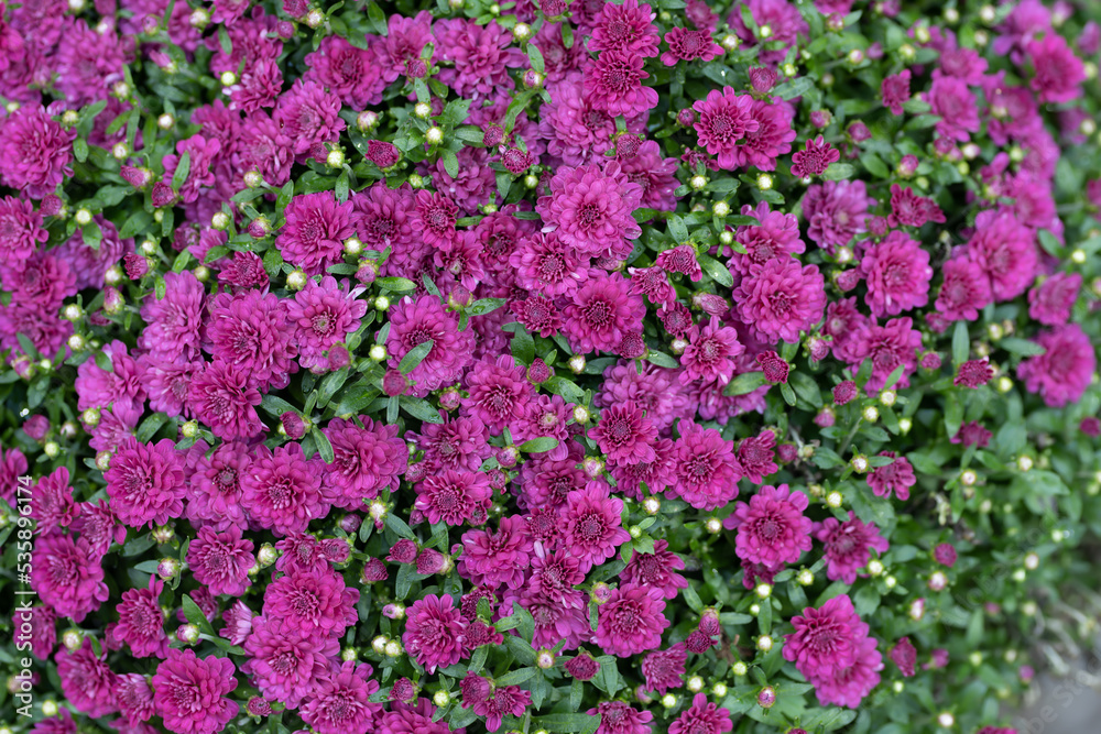 Florist Chrysanthemum flower are blooming Florist Chrysanthemum flower are blooming