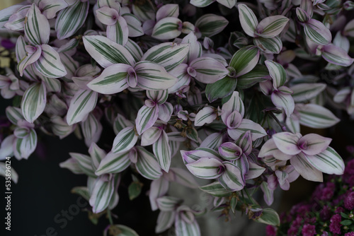 Inchplant (Tradescantia Zebrina) Plant.  selective focus close up.  Herbaceous perennial flowers. Purple leaves. © DRBURHAN