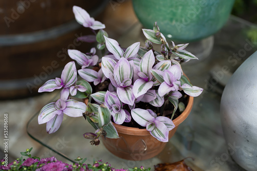 Inchplant (Tradescantia Zebrina)
Plant.  selective focus close up. 
Herbaceous perennial flowers. Purple leaves. photo