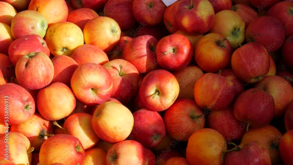 Harvest of ripe red apples in a box in the rays of the setting sun Harvest of ripe red apples in a box in the rays of the setting sun