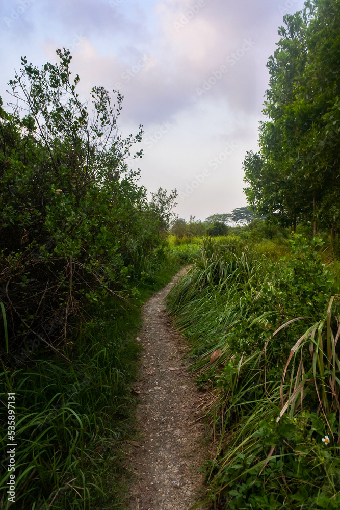 a small simple dirt path in the middle of the lush wilderness a small simple dirt path in the middle of the lush wilderness