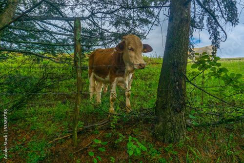 vaca detrás de una cerca