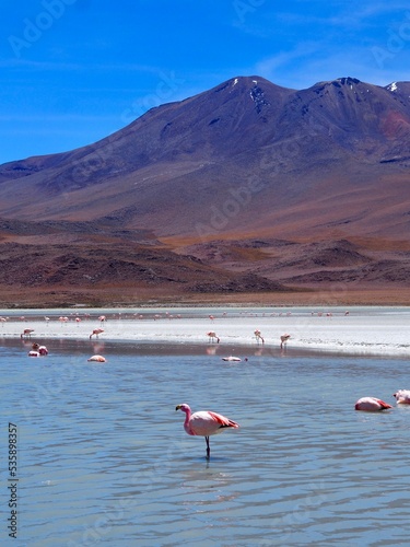 Flamingo Chile photo