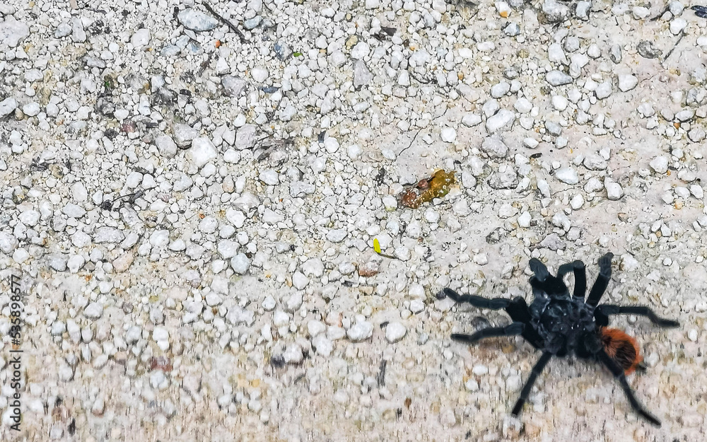 Tarantula brown black crawls on the ground Mexico. Tarantula brown black crawls on the ground Mexico.